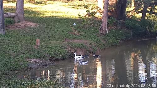 a group of ducks swimming in a pond at Cabana de pesca e lazer Represa Usina Mafra sc in Mafra