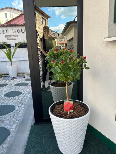 Una pianta in un vaso, seduta su un portico. di Halvat Guesthouse a Sarajevo