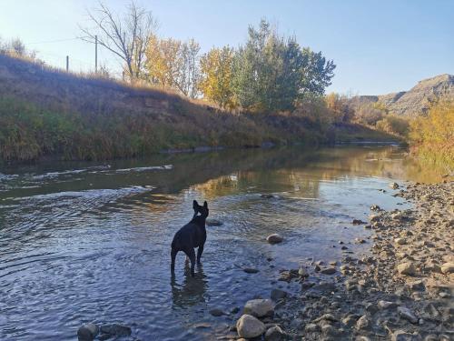 a dog standing in the water in a river at D2 Dino Dome- 2 Dbl Beds - Pet friendly in Drumheller