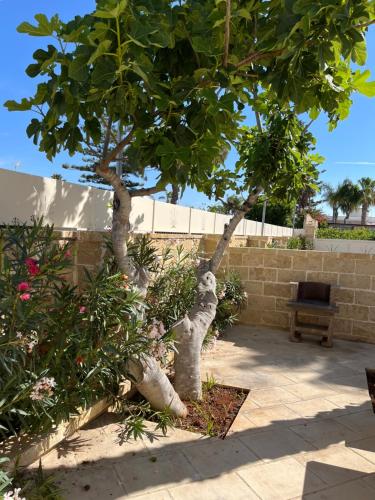a tree in front of a wall with a bench at Salento Appartamento Stella in Marina di Mancaversa