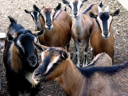 a group of goats standing next to each other at Agriturismo Valle Verde in Altamura
