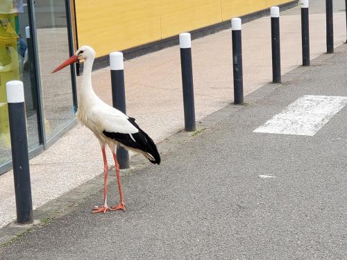 a bird standing on the side of a street at Mirka & Franck AIRCON Apartment Chic 4" Stars Parking Free, Garage & Wine with Avantages Pack in Colmar