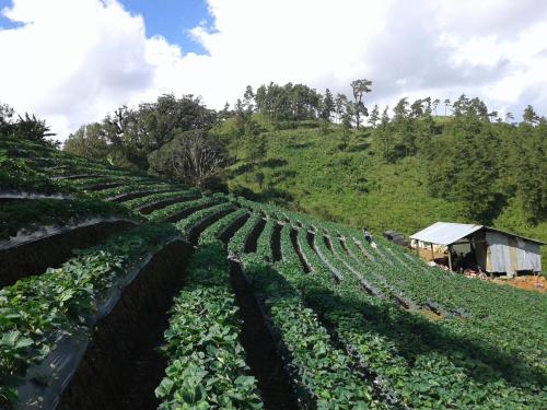 Gallery image of Forest Guesthouse in Samoeng