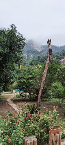 a tree with a light on it in a garden at Mirador Jungle El Macuti in Rurrenabaque