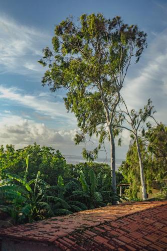 a brick road with two trees in the background at Pousada Sossego in Pipa