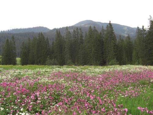 a field of pink flowers in a field with trees at Gästehaus Bergstüberl in Reit im Winkl