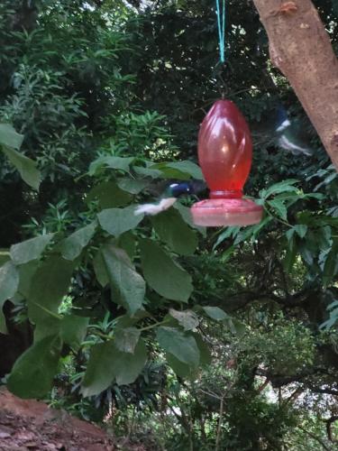 Taman di luar Casa Kwalama