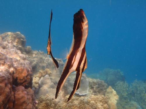 duas gaivotas voando sobre um recife de coral em Angel Island Eco Resort em Labuan Bajo