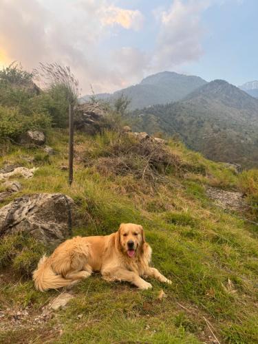 a brown dog laying in the grass on a hill at Snow Biscuit Mountain Resort in Dharamshala