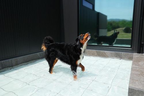 a black and brown dog standing in front of a door at Hau'oli in Awaji