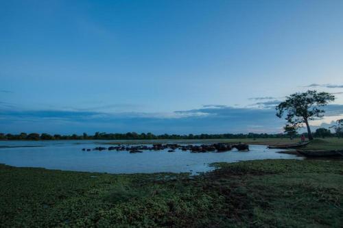 a river with a bunch of animals in the water at Tranquil Wild in Tanamalwila