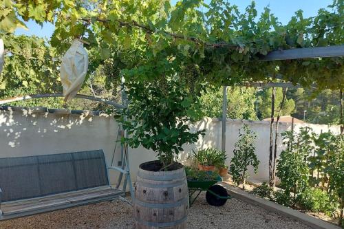 a tree in a barrel with a bench in a garden at Casa de Rosa in Boquilla