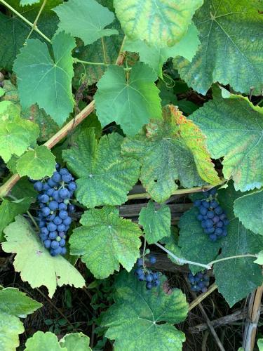 a bunch of blue grapes growing on a plant at La caccetta in Procida