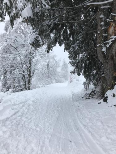 a snow covered road with trees and a person walking down it at Apartment im Stenna Vallada direkt bei den Bergbahnen in Flims