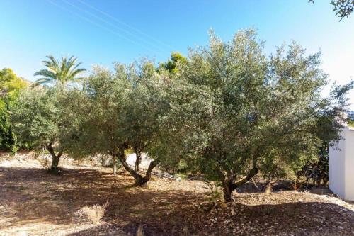 a group of olive trees in a field at Chalet Los Olivos con piscina in Jávea