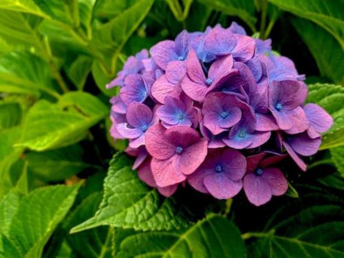 a bunch of purple flowers with green leaves at Casa das Hortênsias in Cerdeira