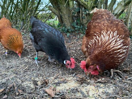a group of chickens and a turkey standing on the ground at Ferienhof Wübbold - Trollblume in Rieste