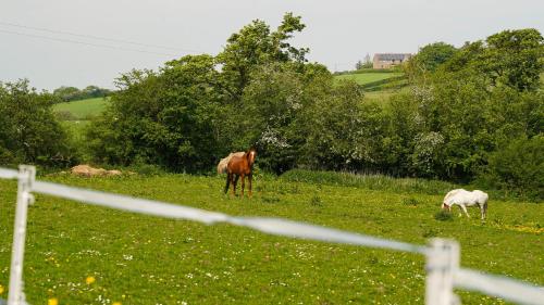 two horses grazing in a field of green grass at Tranquil countryside cottage for two in Wrexham