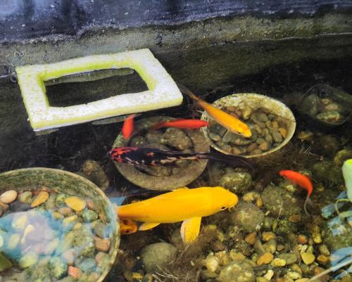 a group of colorful fish in a pond at koko's garden and cats --4mins walk from jingjusi metro st ation, English-speaking service in Chengdu