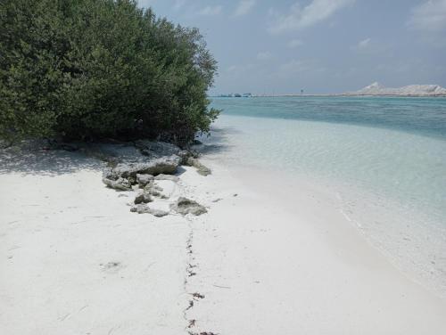 a beach with a bush on the sand and water at INFINITE LAGOON in Mandhoo