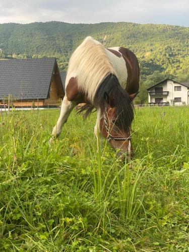 a horse is eating grass in a field at Bungalow Jajce 1 in Jezero