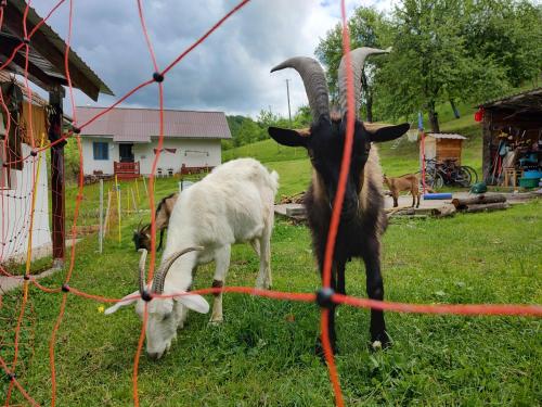 Zvířata v prázdninového domu nebo okolí