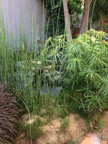 a garden with tall plants and a pond at Serenity House near Gaslamp, San Diego Zoo & Petco in San Diego
