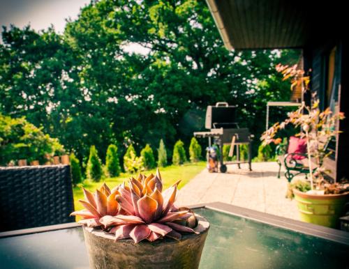 roślina doniczkowa siedząca na stole w obiekcie Chalet Wickie w mieście Grafenau