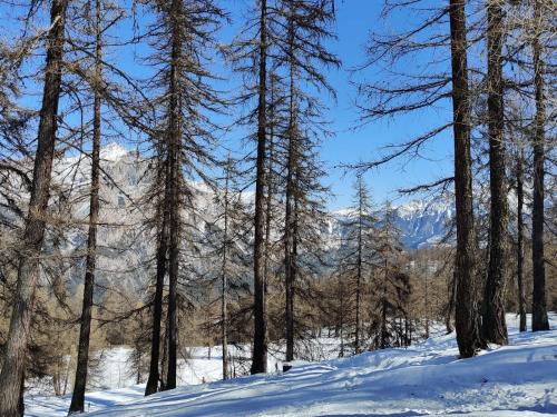 a group of trees in the snow with mountains at "La bâtisse des prés" in Puy-Saint-Vincent
