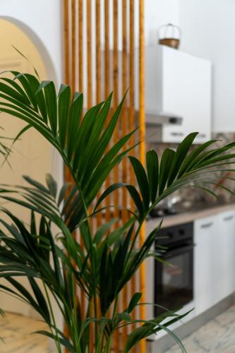 a green plant in a kitchen with a counter at L'ombelico del Monte - appartamenti in centro storico in Piazza Armerina