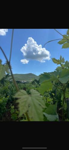 a view of a blue sky with clouds and trees at Rooms Ivan-Popić in Međugorje