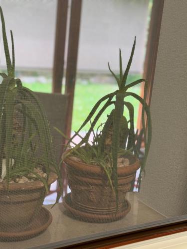 two potted plants are sitting on a shelf at Mi AN HOME in Paese