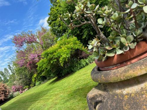 a potted plant in a stone pot on a lawn at Mi AN HOME in Paese