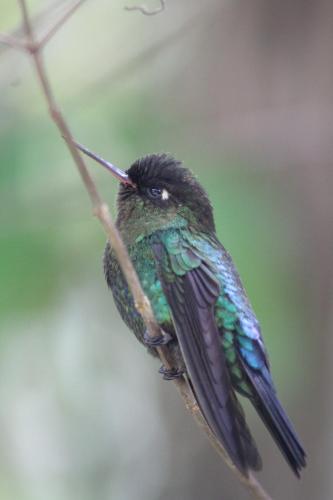 a hummingbird perched on a tree branch at Talamanca Nature Reserve in Rivas
