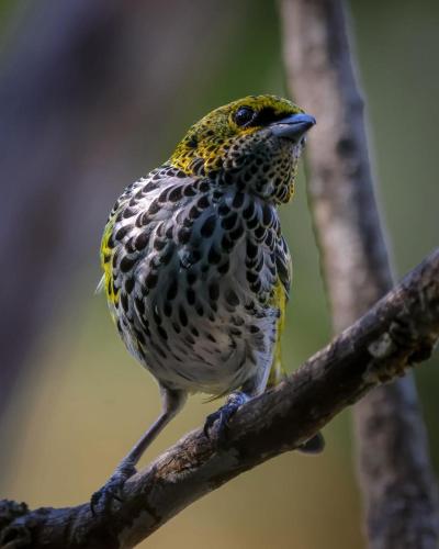 a bird is sitting on a tree branch at Talamanca Nature Reserve in Rivas