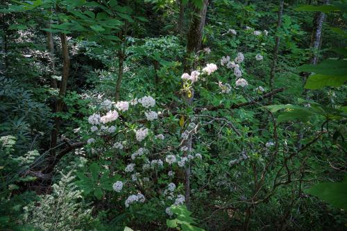 Κήπος έξω από το Lil' Smoky Studio by Stony Brook Cabins