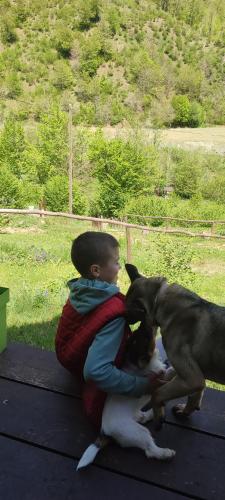 a young boy playing with a dog on a table at Holiday bungalows Pajkovir in Kolašin