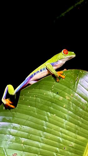 a colorful lizard sitting on a green leaf at H et L in Tortuguero
