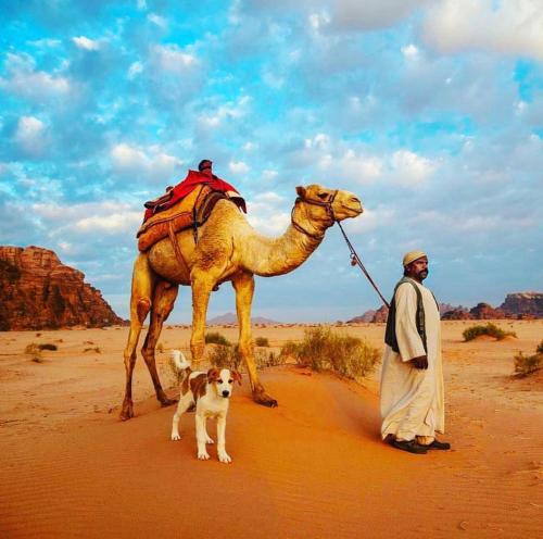 a man and a camel and a dog in the desert at Desert Bedouin adventure in Wadi Rum
