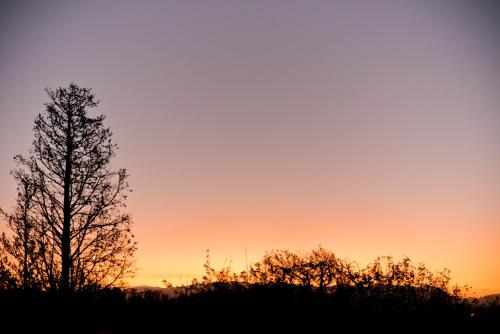 a silhouette of two trees at sunset at La Santa Hotel Boutique in Mendiolaza