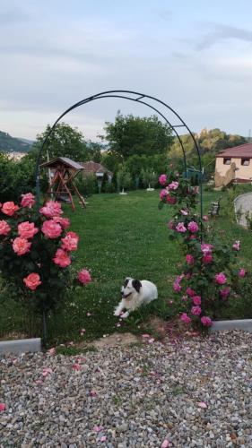 a dog laying in the grass next to flowers at Chalets du BF in Sighişoara