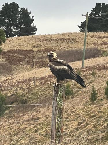 a bird sitting on top of a fence post at The Lakehaus at Lyell in Bowenfels