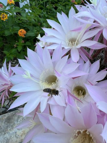a bumblebee on a bunch of pink flowers at Vila Horizont in Baks-Rrjoll