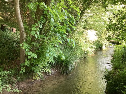 a stream in a wooded area with trees and a river at Maison campagne rivière forêt in Le Brévedent