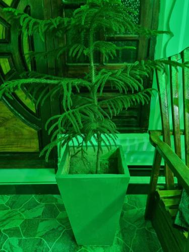 a green plant in a green pot next to a bench at Nilaveli Guest House in Nilaveli