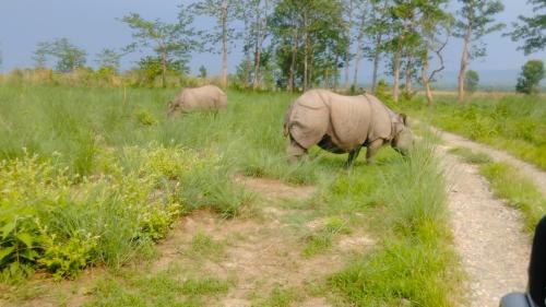two elephants grazing in the grass near a dirt road at Hotel Tiger Tops Sauraha in Sauraha