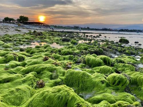 a beach covered in lots of green algae at Khách sạn AN THỊNH 2 in Doc Let