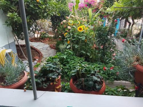 a garden filled with lots of plants and flowers at Studios Sevasti in Emborios Kalymnos