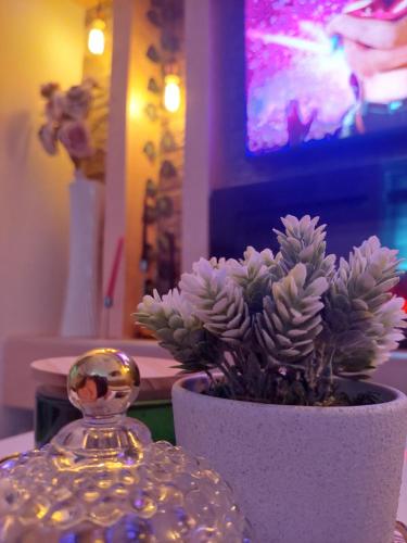 eine Pflanze in einer weißen Vase neben einer Flasche in der Unterkunft Apartman Star LUX in Kula