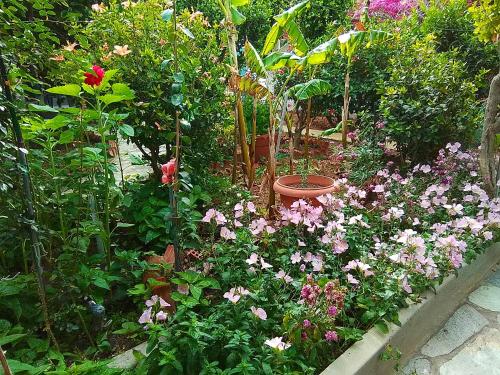 um jardim cheio de flores e plantas em Studios Sevasti em Emborios